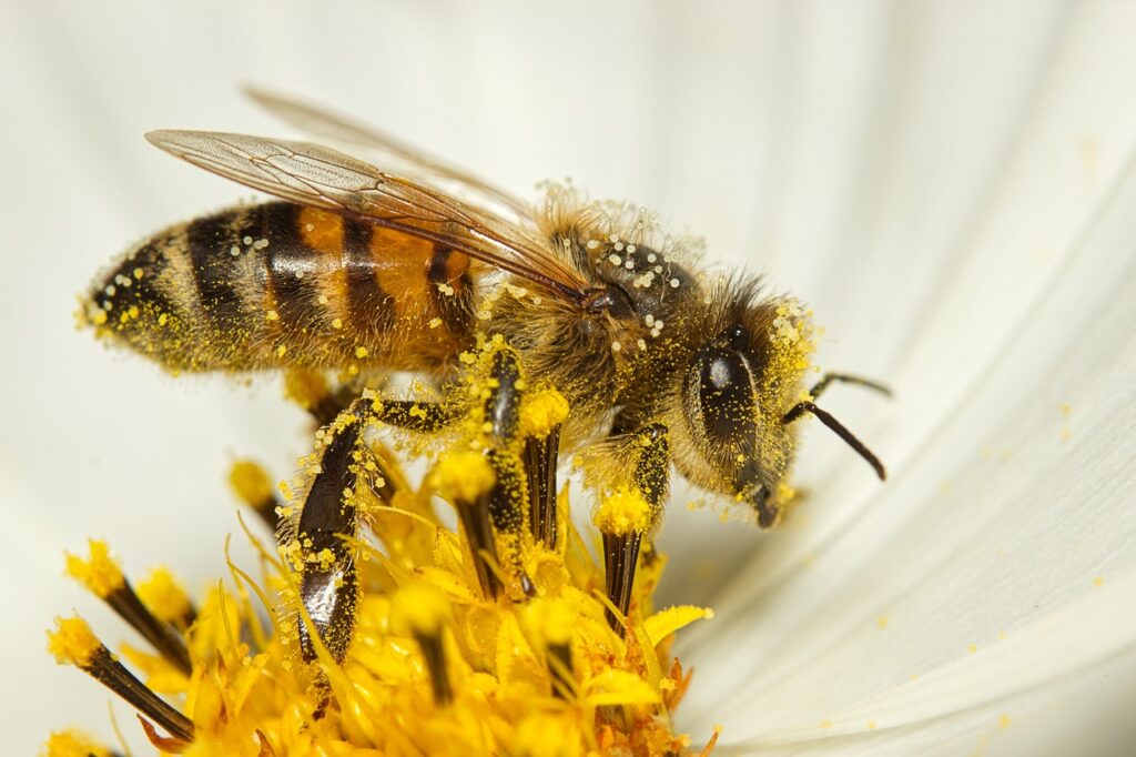 bee, honey bee, insect-7413333.jpg